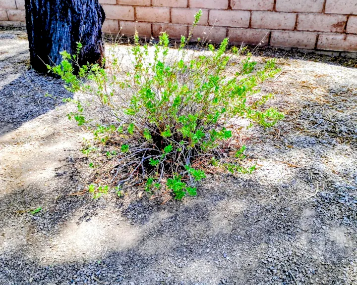 A singular green shrub in the center of a Mesa backyard with an irrigation system keeping the bush green.