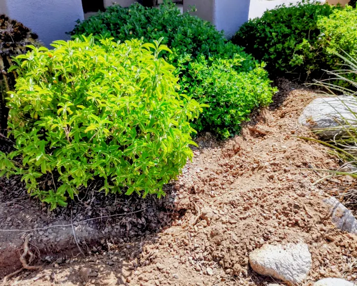Backyard with shrubbery in the foreground, green due to the irrigation system